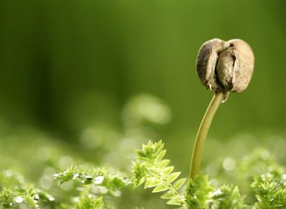 雞糞堆肥發(fā)酵生產(chǎn)有機(jī)肥的方法，需要經(jīng)過哪些