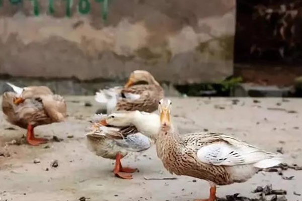 養(yǎng)鴨場(chǎng)的鴨糞處理方法：好氧型堆肥發(fā)酵處理