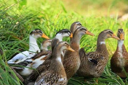 養鴨場的鴨糞處理方法：厭氧型堆肥發酵處理