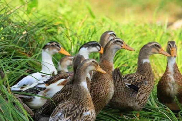 養鴨場的鴨糞處理方法：厭氧型堆肥發酵處理